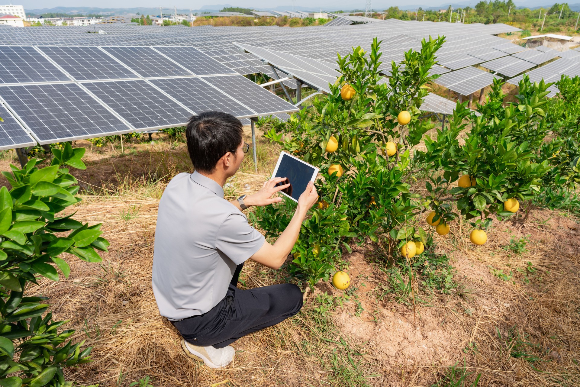 Male researcher using tablet to record the growth of oranges in orchard
