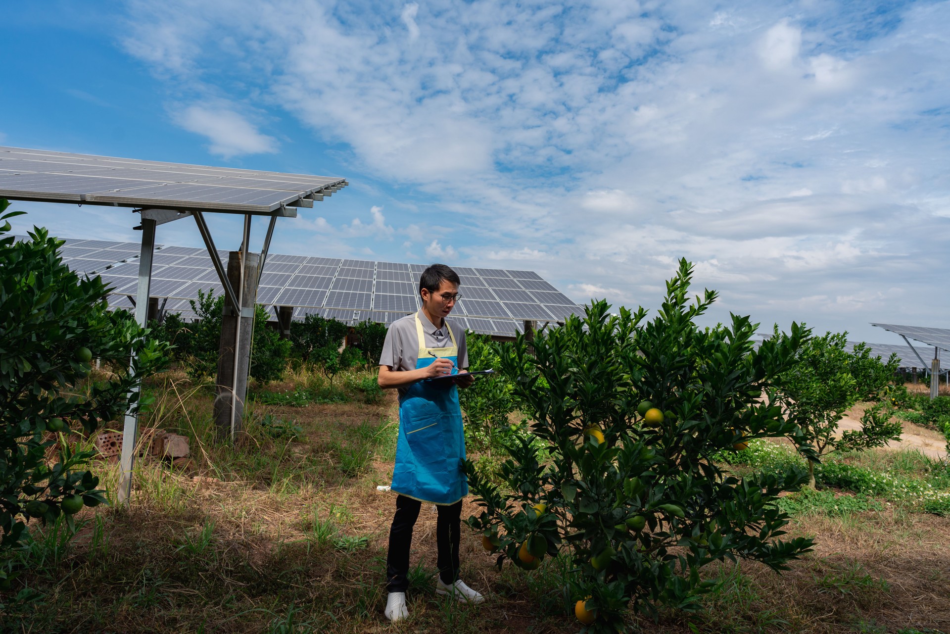 In an orchard with solar panels,male researcher looking at oranges