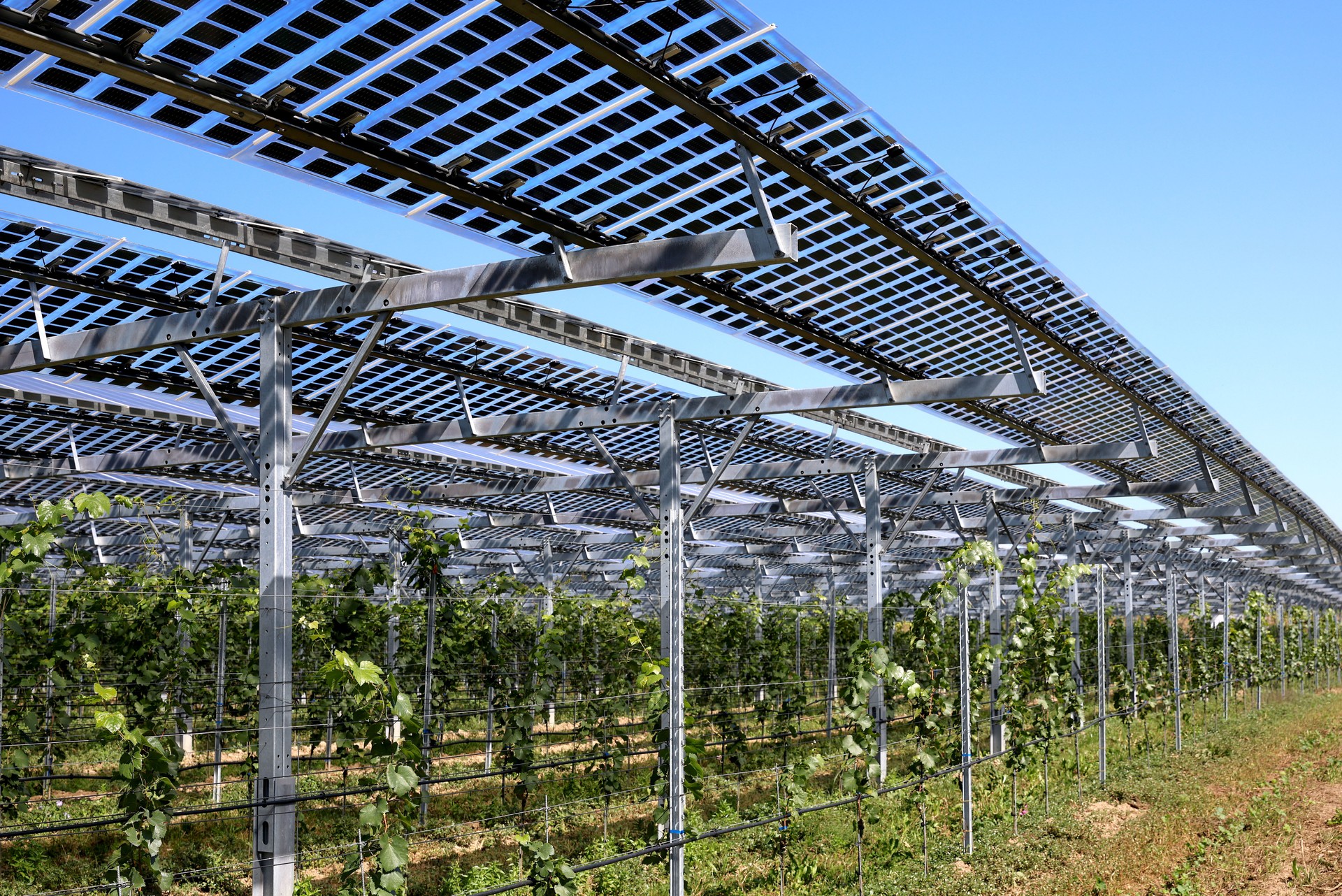 Vines covered with tranparency photovoltaic modules