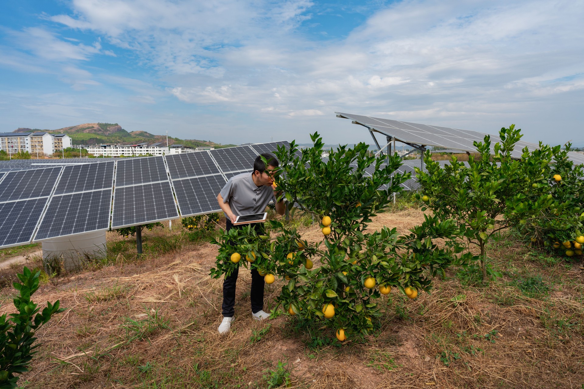 Male researcher using tablet to record the growth of oranges in orchard